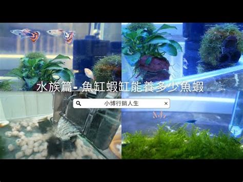 養魚數量垃圾魚|養魚的數目與魚缸的講究